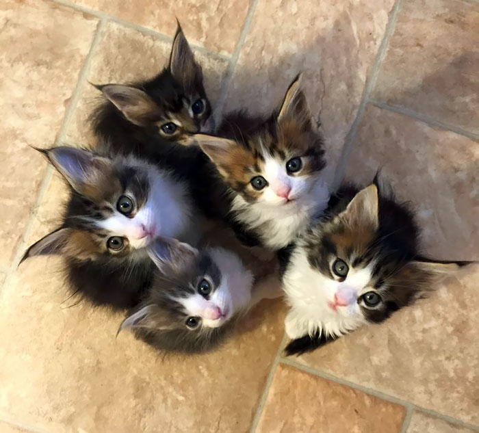 Five Maine Coon Kittens