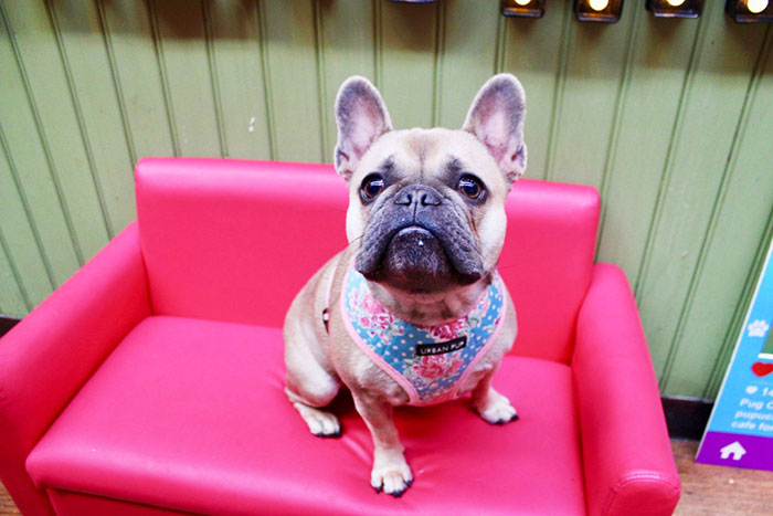 Frenchie get cozy at a cafe chair