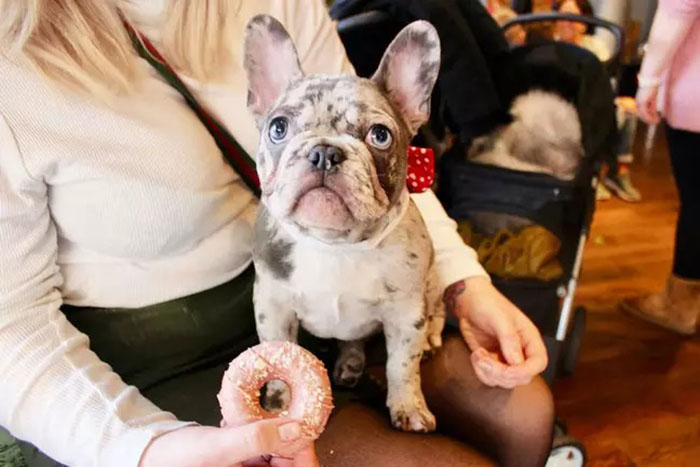 Frenchie sits on his owners lap while she holds a donut