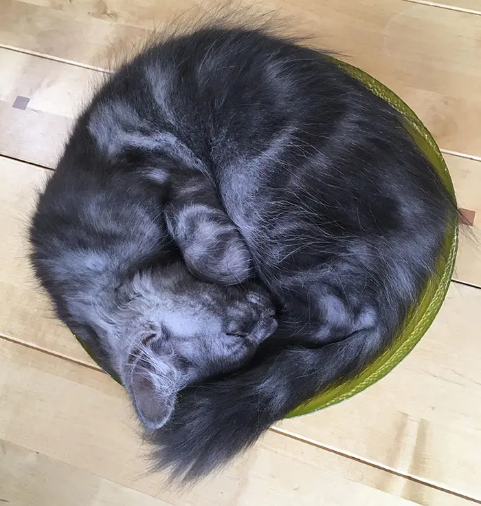 Gray Kitten Curled Up in a Bowl