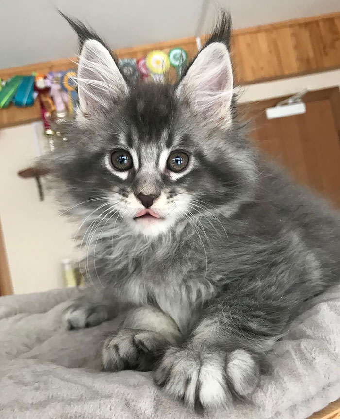 Gray Kitten Sitting on a Bed