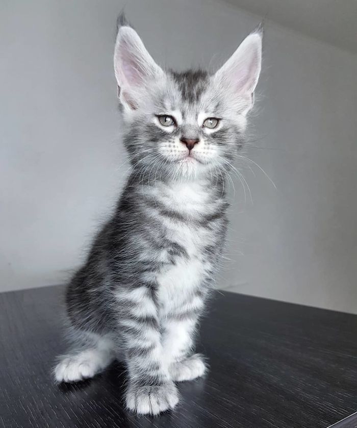 Gray Kitten on a Table