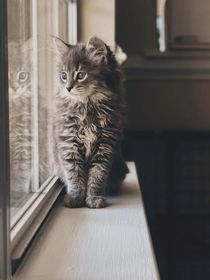 Gray Maine Coon Kitten Looking Out the Window