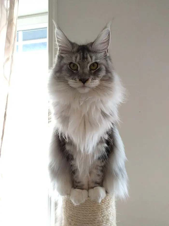 Gray Maine Coon Kitten on a Cat Tree