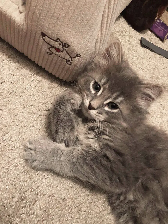 Gray Maine Coon Kitten