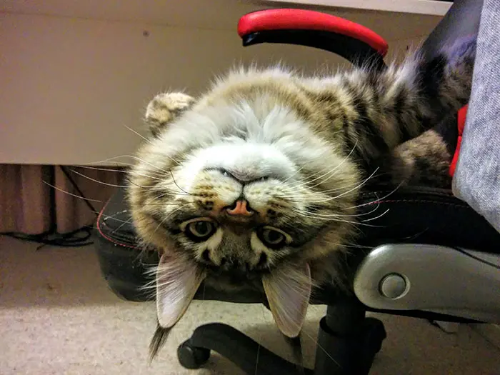 Kitten Facing Upside Down
