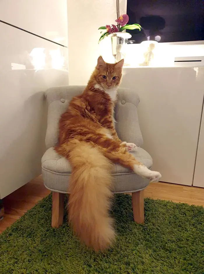 Kitten Sitting on a Chair