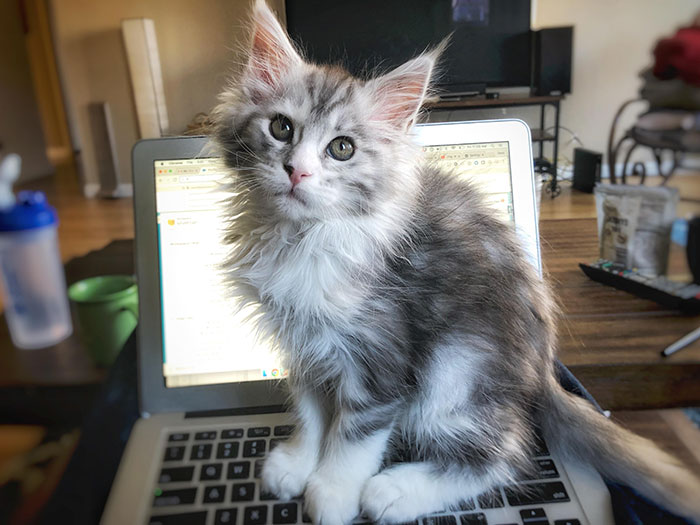 Kitten Sitting on a Laptop
