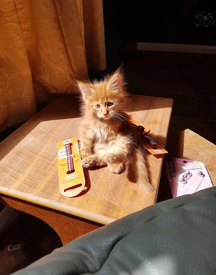 Kitten Sitting on a Table