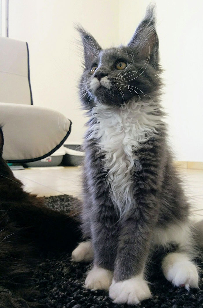 Kitten Sitting on the Floor