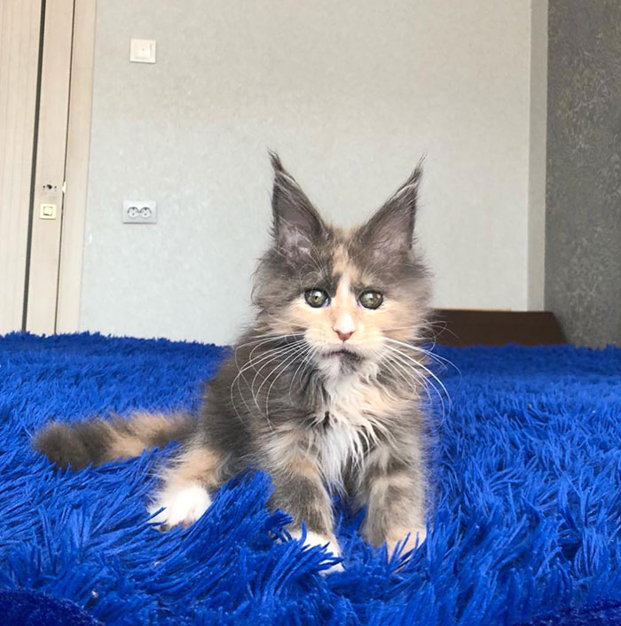 Kitten on a Blue Mat