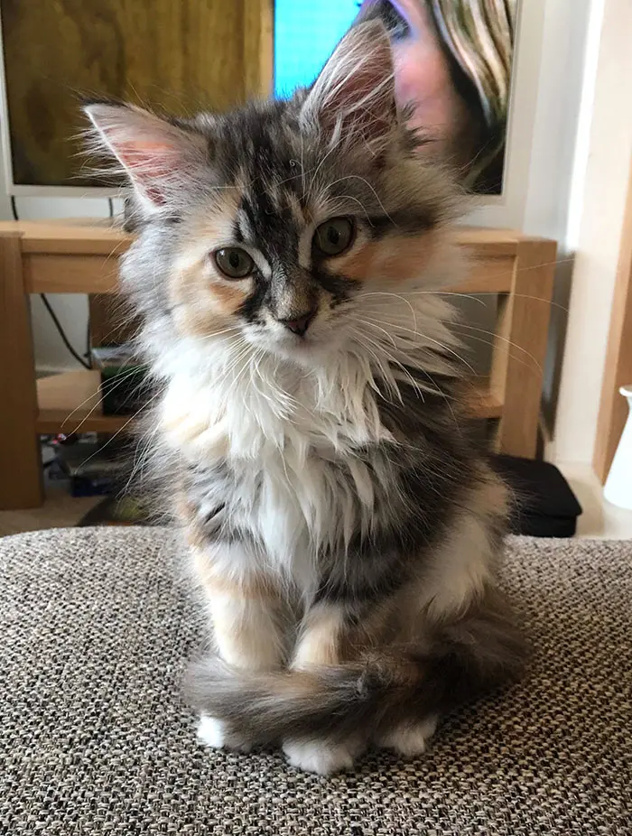 Kitten on a Couch