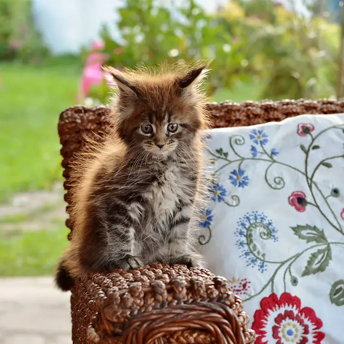 Kitten on a Woven Chair