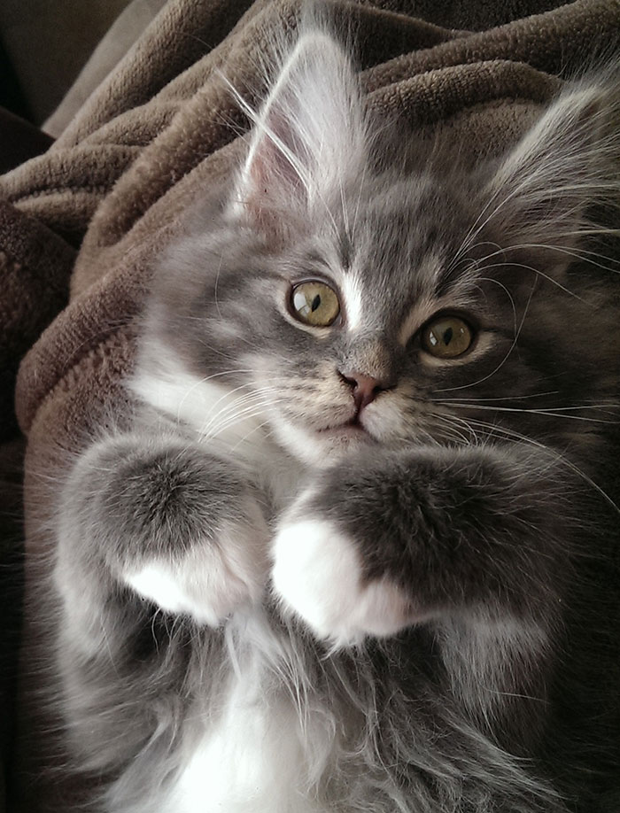 Maine Coon Kitten Lying on a Blanket