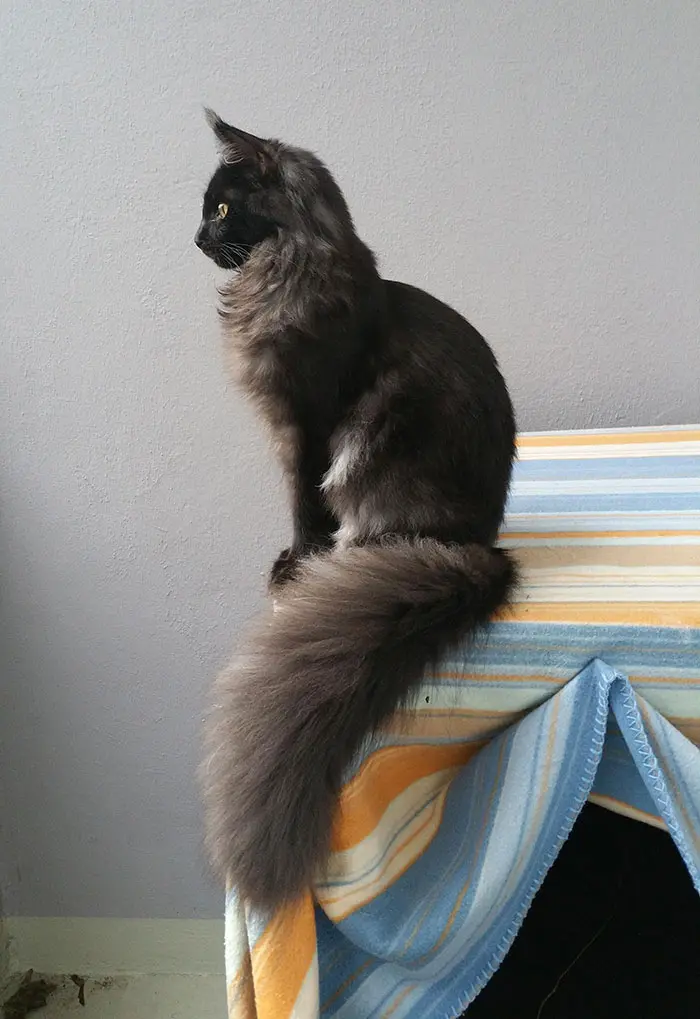 Maine Coon Kitten Posing Like a Statue