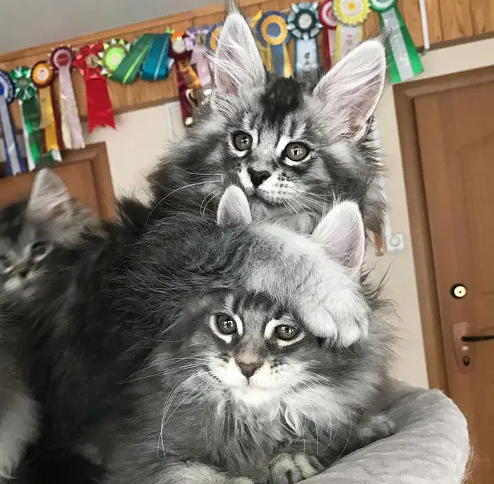 Maine Coon Kitten Siblings