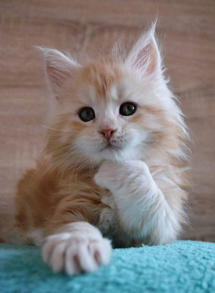 Maine Coon Kitten Wondering Pose