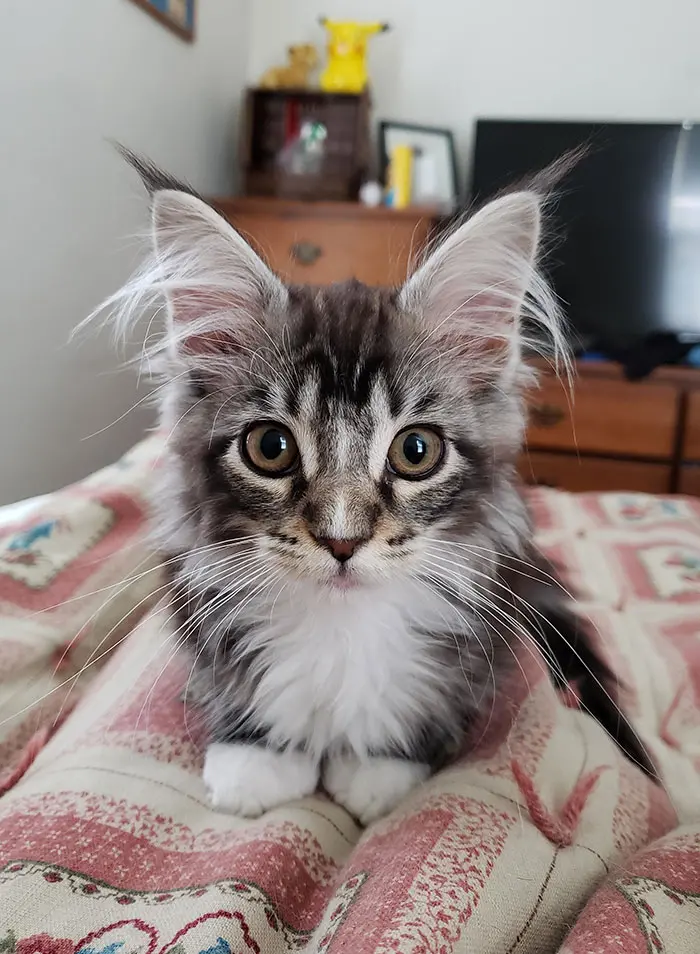 Maine Coon Kitten on Bed