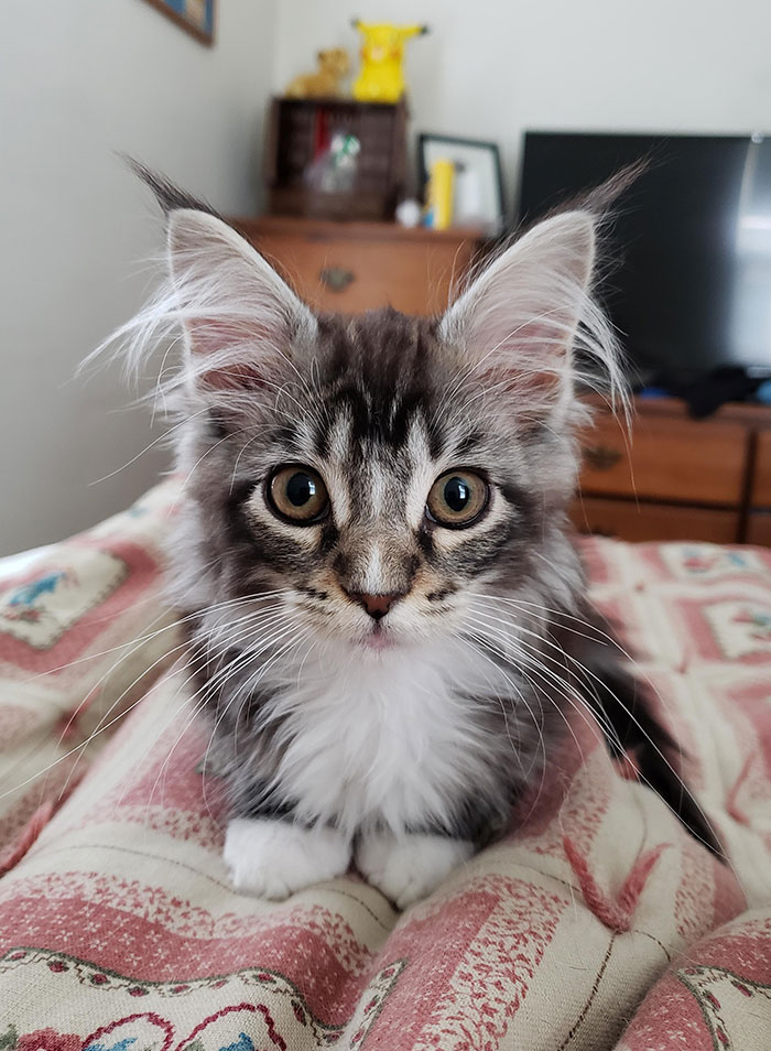50 Cute Maine Coon Kittens That Are Future Giants In The Making 50 Cute Maine Coon Kittens That Are Future Giants In The Making
