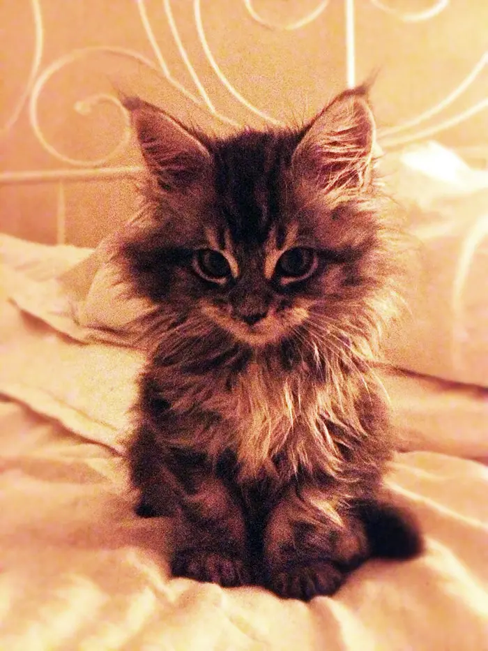 Maine Coon Kitten on a Bed