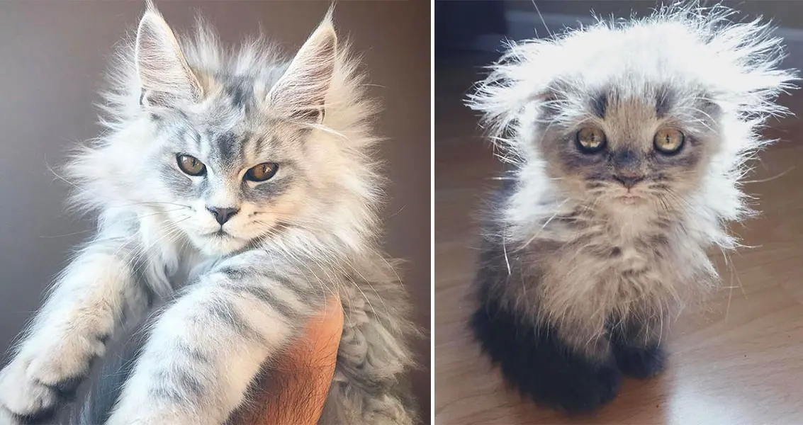 50 Cute Maine Coon Kittens That Are Future Giants In The Making