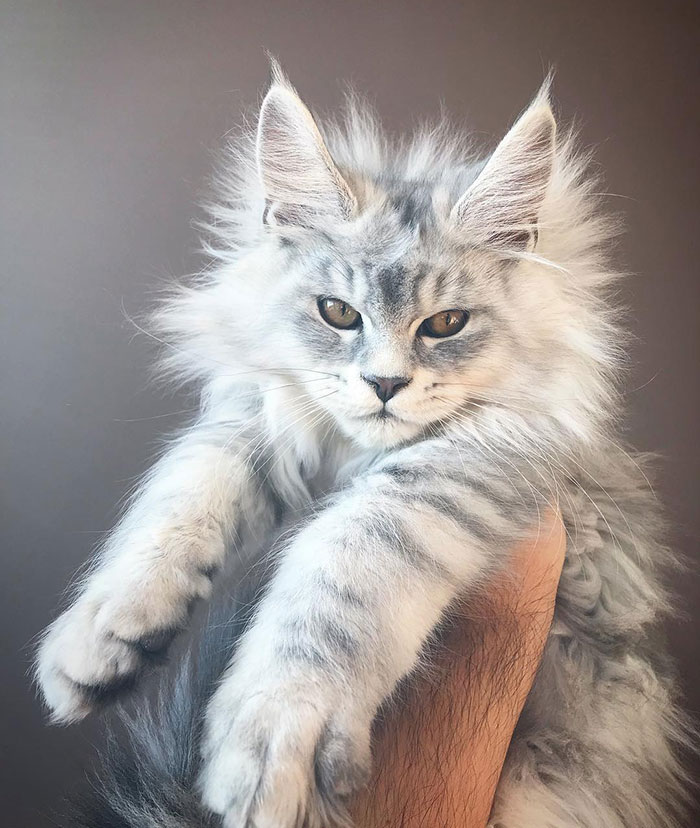 Maine Coon Kitten that Looks Like a Snow Tiger