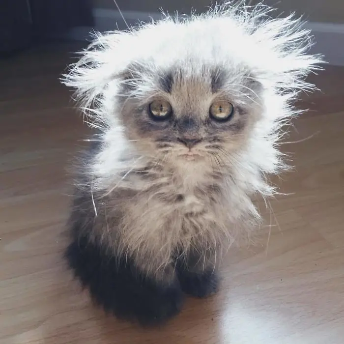 Maine Coon Kitten with Disheveled Fur