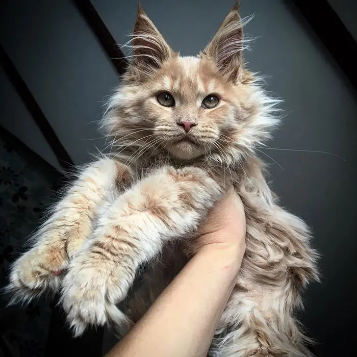 Maine Coon Kitten with Light Brown Fur
