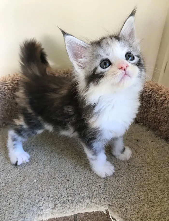 Maine Coon Kitten with White and Black Fur