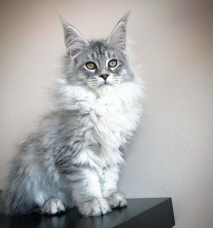 Maine Coon Kitten with White and Gray Fur