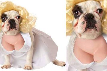 Marilyn Monroe Dog costume