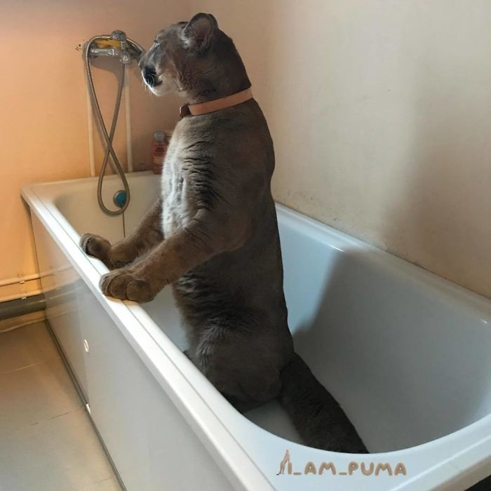Messi Cat Bath