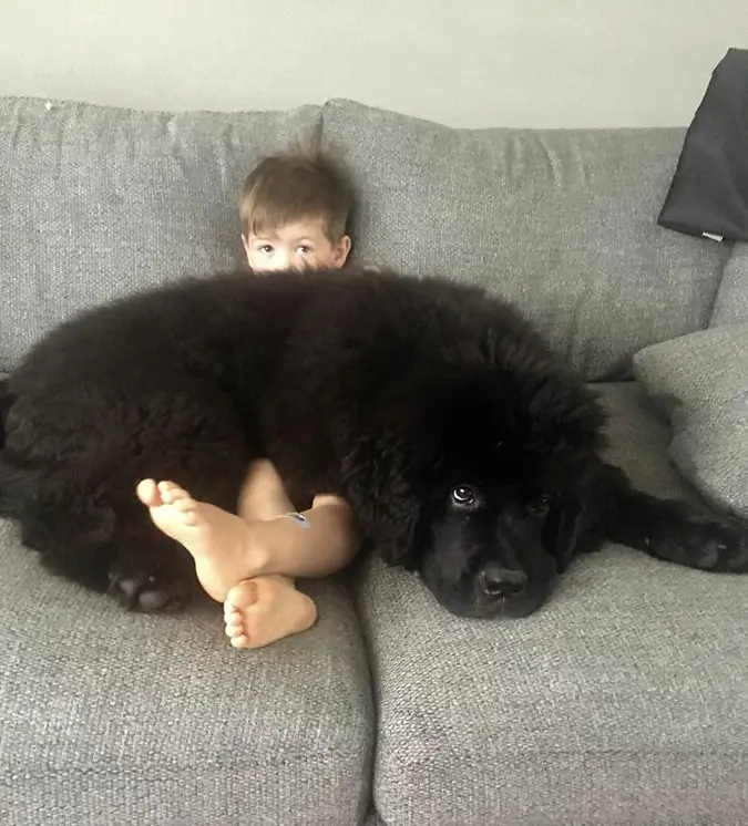 Newfoundland puppy lays on a boy's lap