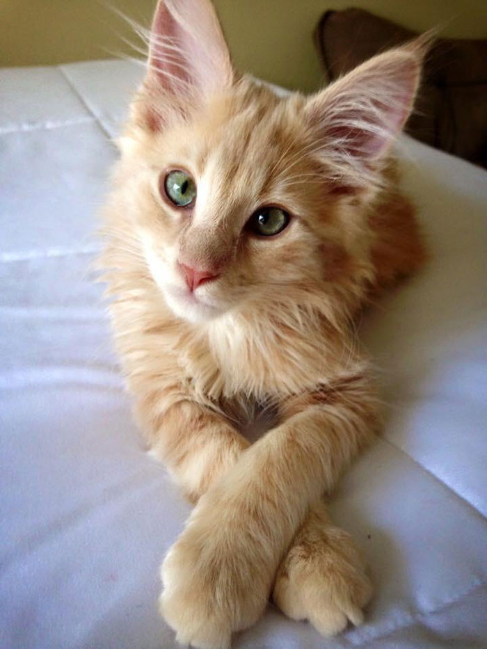 Orange Kitten Posing for the Camera