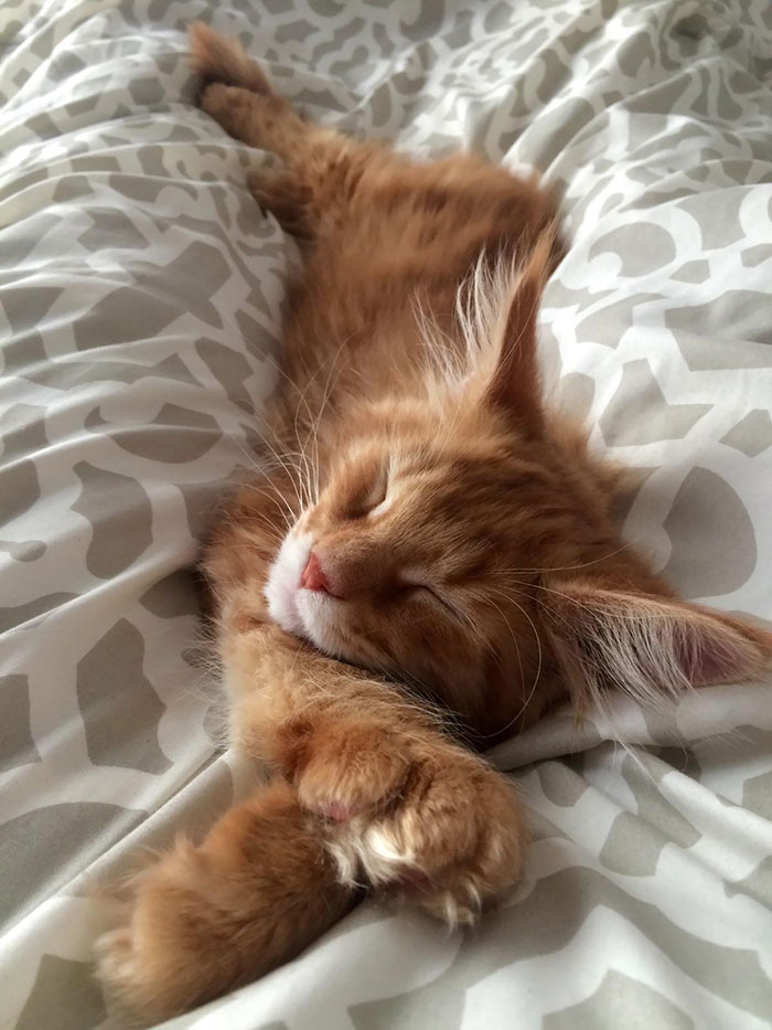 Orange Maine Coon Kitten Sleeping on a Bed