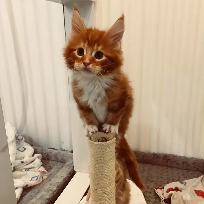 Orange Maine Coon Kitten on a Cat Tree