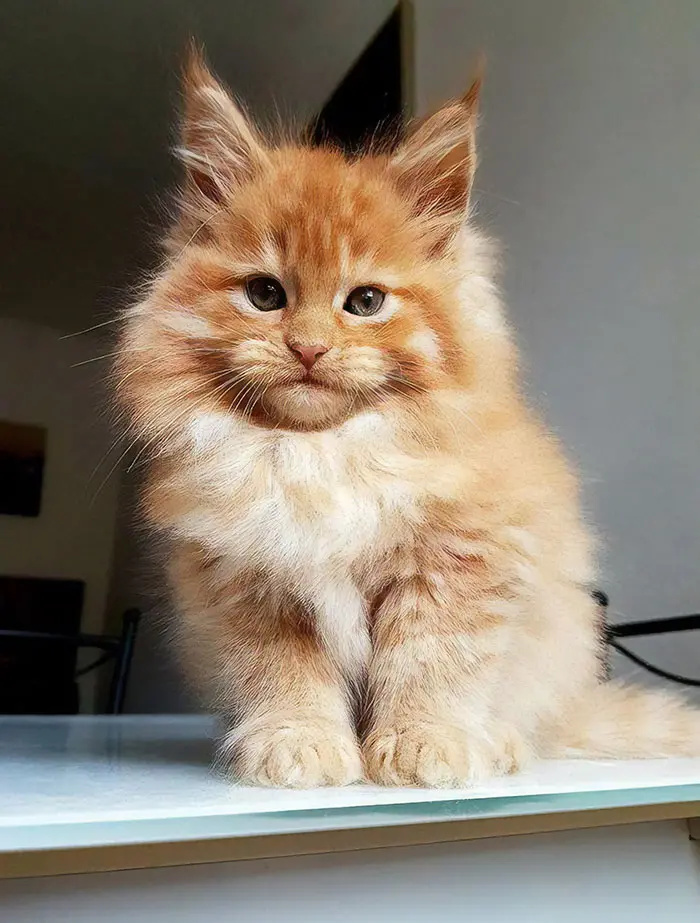 Orange Maine Coon Kitten