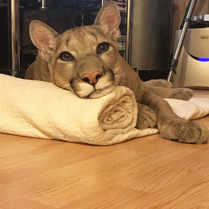 Puma on a Blanket