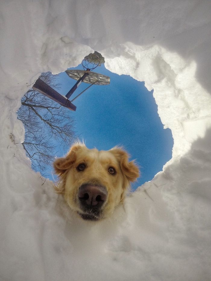 Retriever locates his snow-buried human