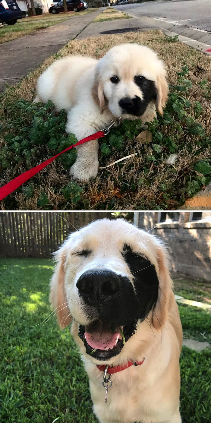 Retriever with black birthmark on the left side of its face