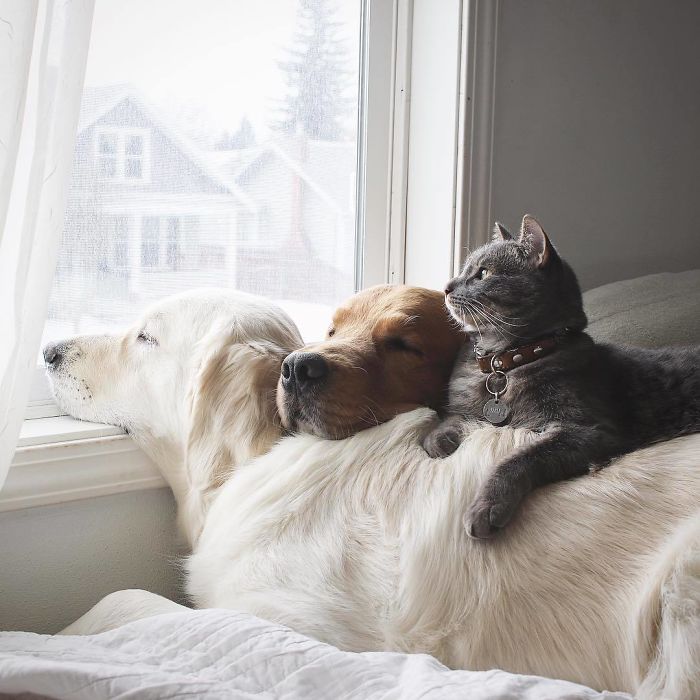 Retrievers naps together with cat