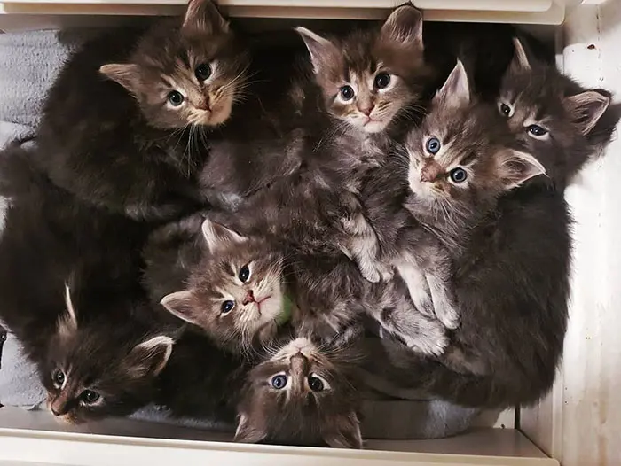 Seven Gray Kittens