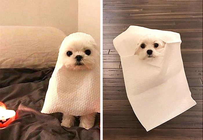 Shopping Disasters Dog Halloween Costume Product Photo Versus Actual Product