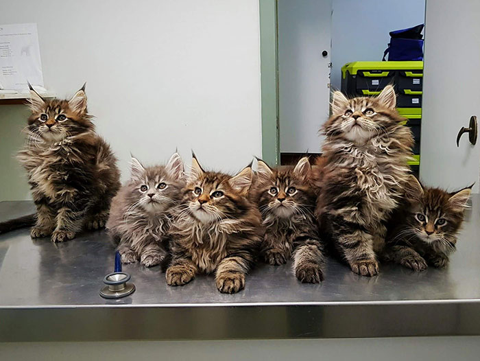 Six Maine Coon Kittens Waiting for Vet Check