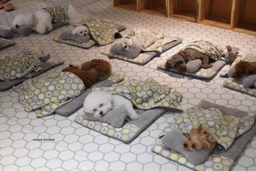 Sleeping Puppies in a Puppy Daycare Center