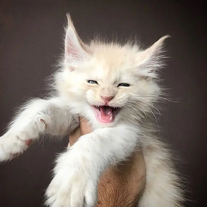 Smiling White Maine Coon Kitten