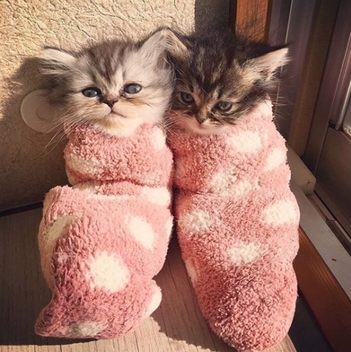 Two Kittens Wrapped in Towels