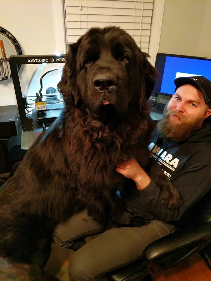 nanny dog newfoundland