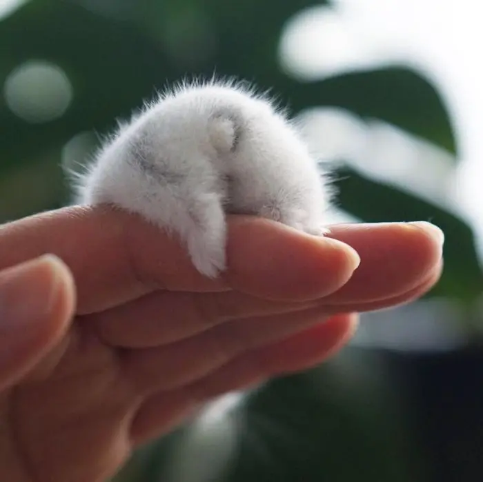 a hamster butt and adorable foot