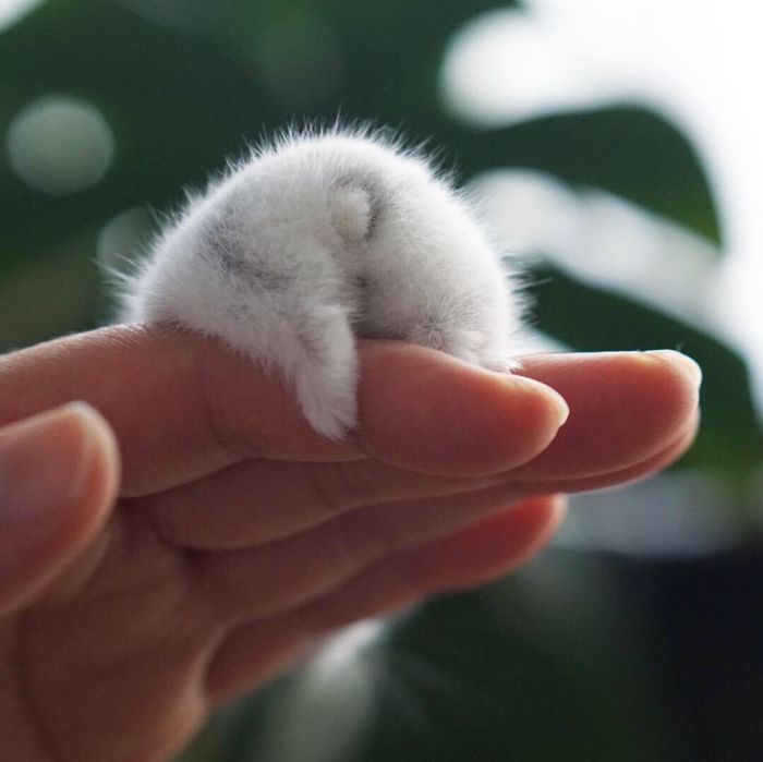 a hamster butt and adorable foot